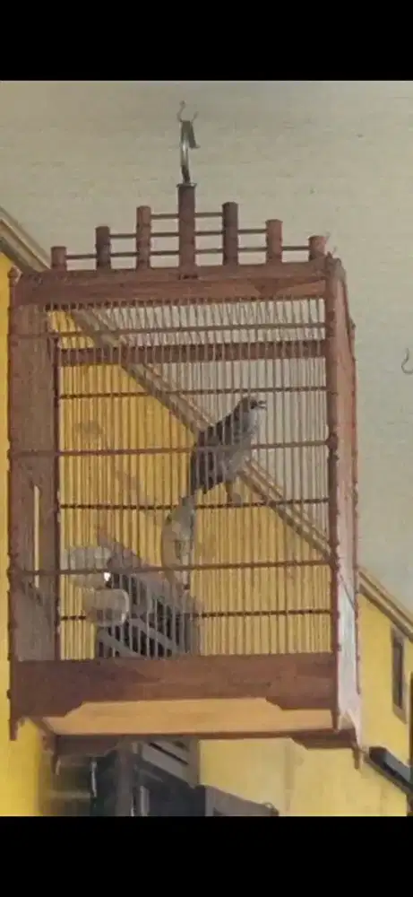 Cucak rowo gacor ngerol panjang enak