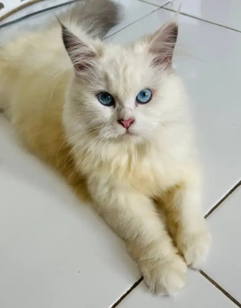 Kucing Ragdoll Pure Non Ped