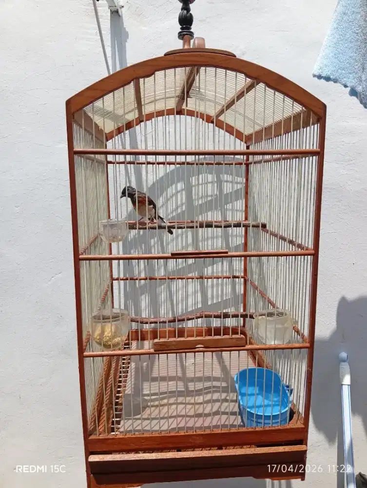 Murai Batu Betina Fullset Kandang