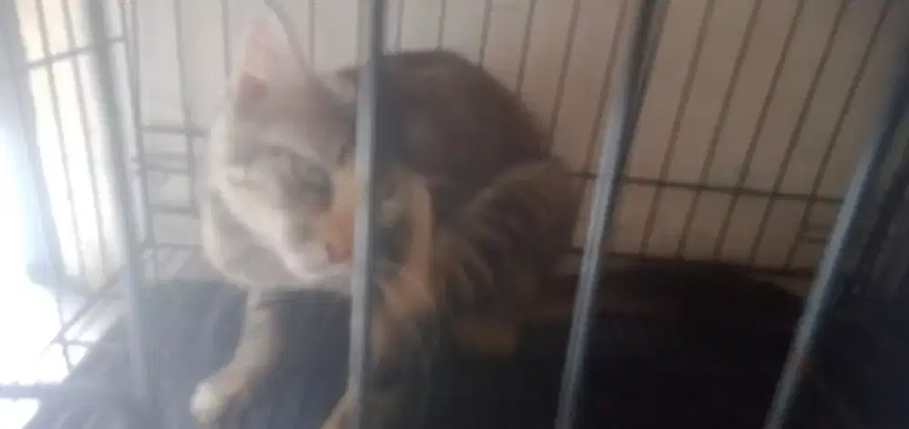 PERSIA CARI JANTAN TAMPAN