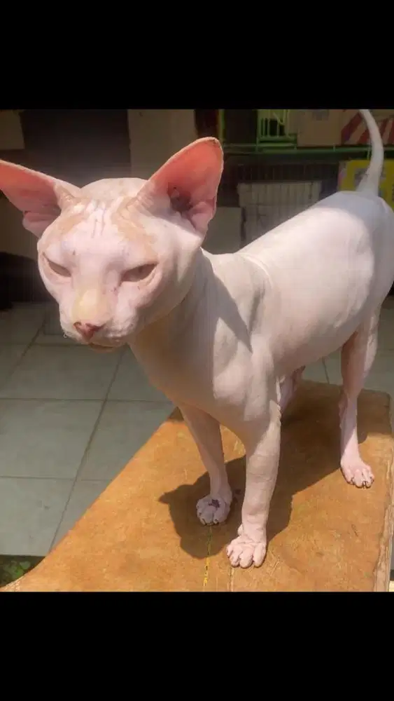 Jasa pacak kucing sphynx hairless