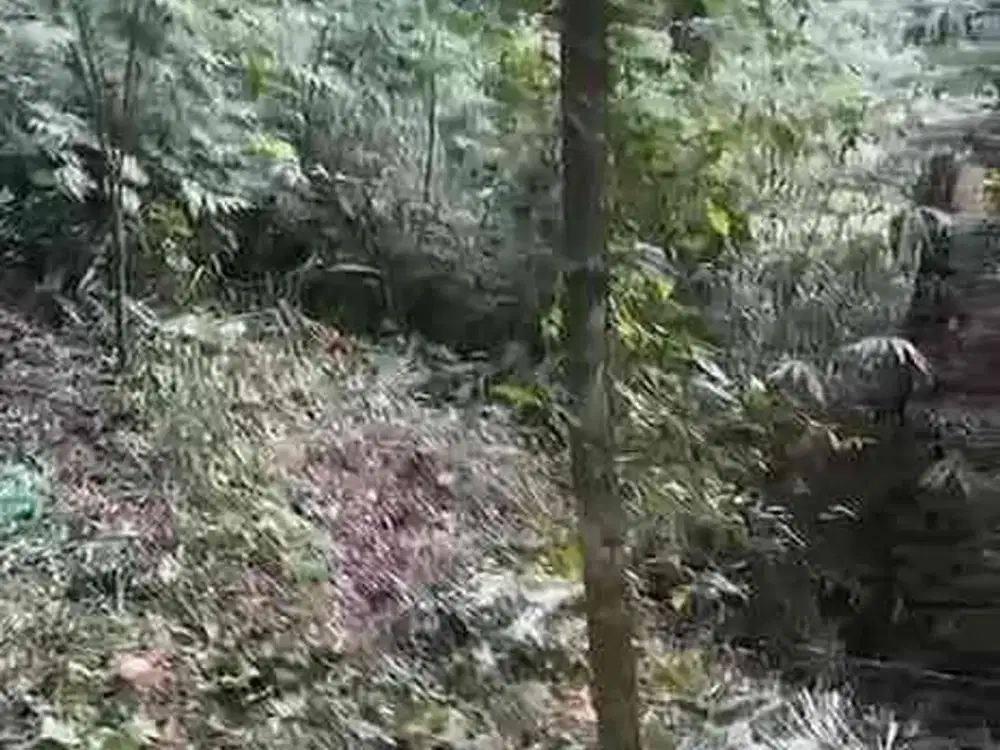 Tanah Lokasi Strategis Untuk Membuat Villa Pribadi