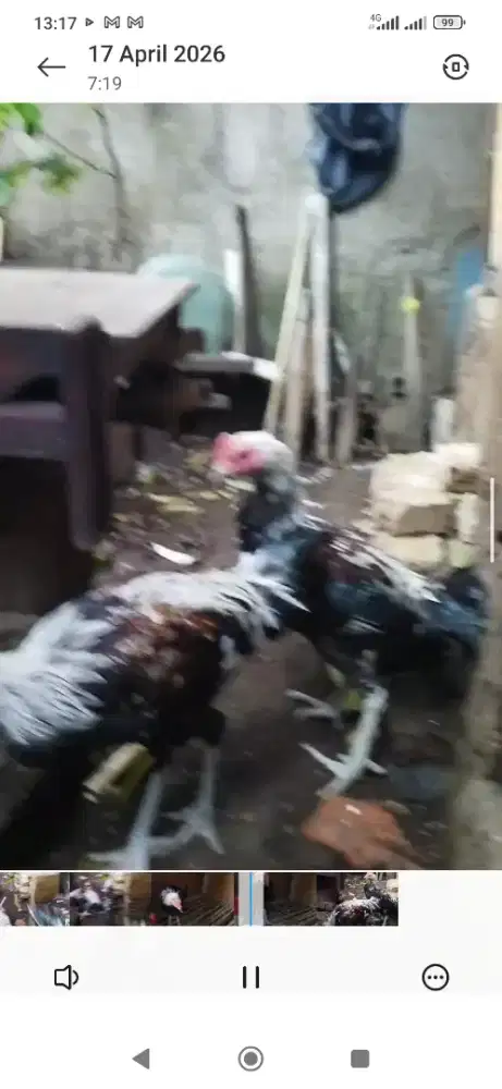 Ayam pelung muda