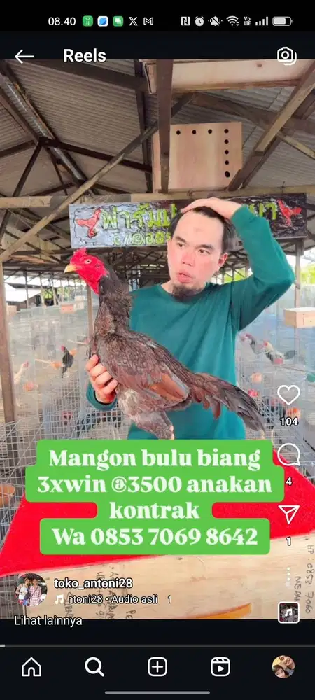 Ayam Mangon Bulbi Anakan Kualitas Unggul dari Peternakan Antoni Medan