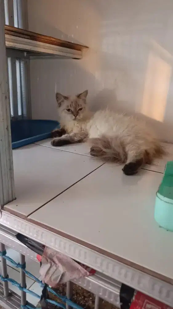 Kucing Midol betina 9 bulan