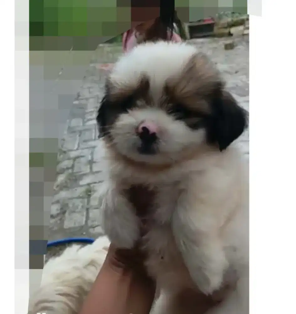 Anak anjing / Puppy Shitzu