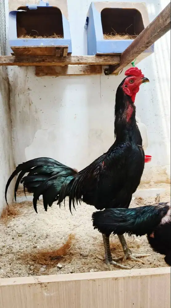 ANAK AYAM BLACKBULL SUPER – HITAM KUMBANG ASLI TRAH ANTONY MEDAN