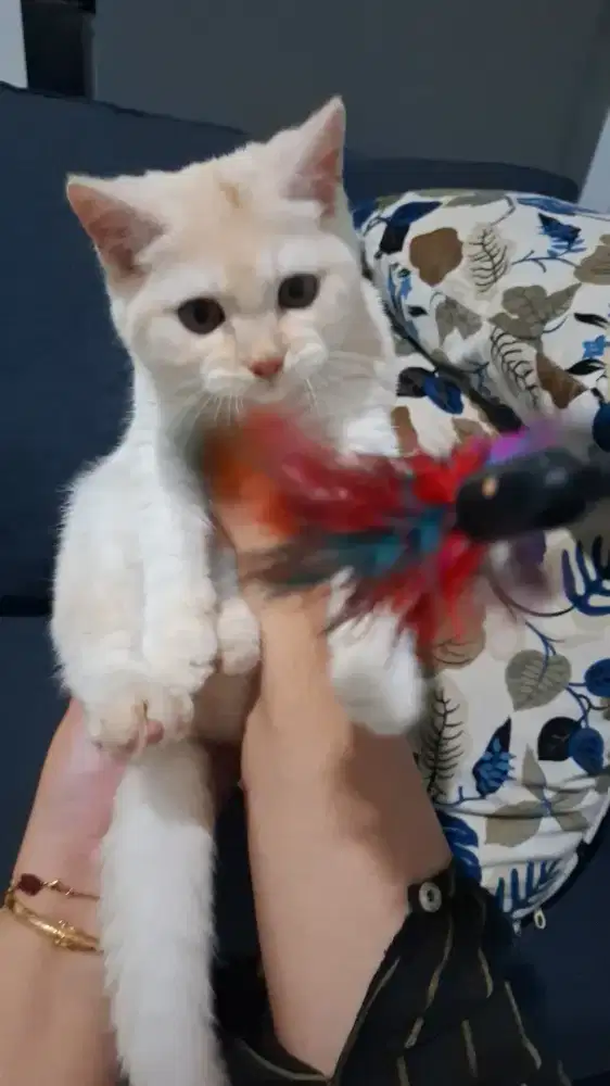 Open adopt kitten bsh