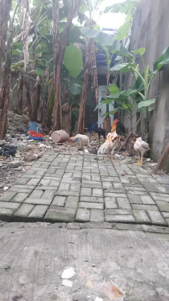 Ayam plucker usia 6 bulan