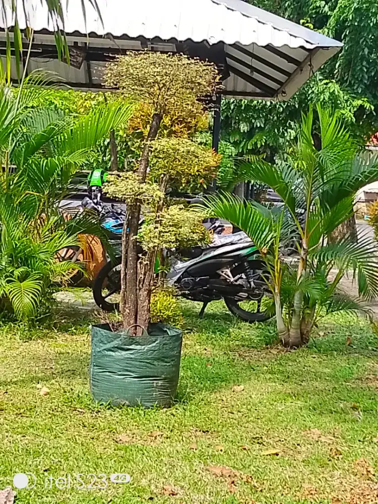 Di jual bonsai anting putri