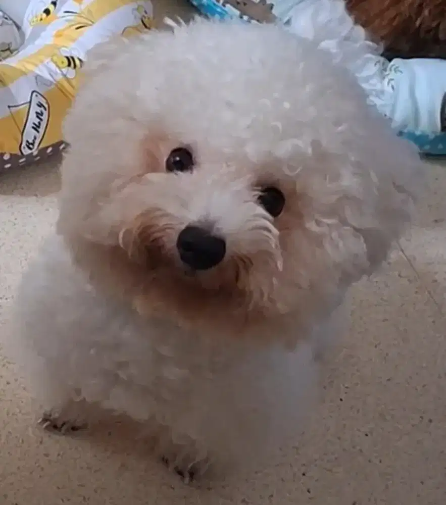 Bichon jantan cari betina