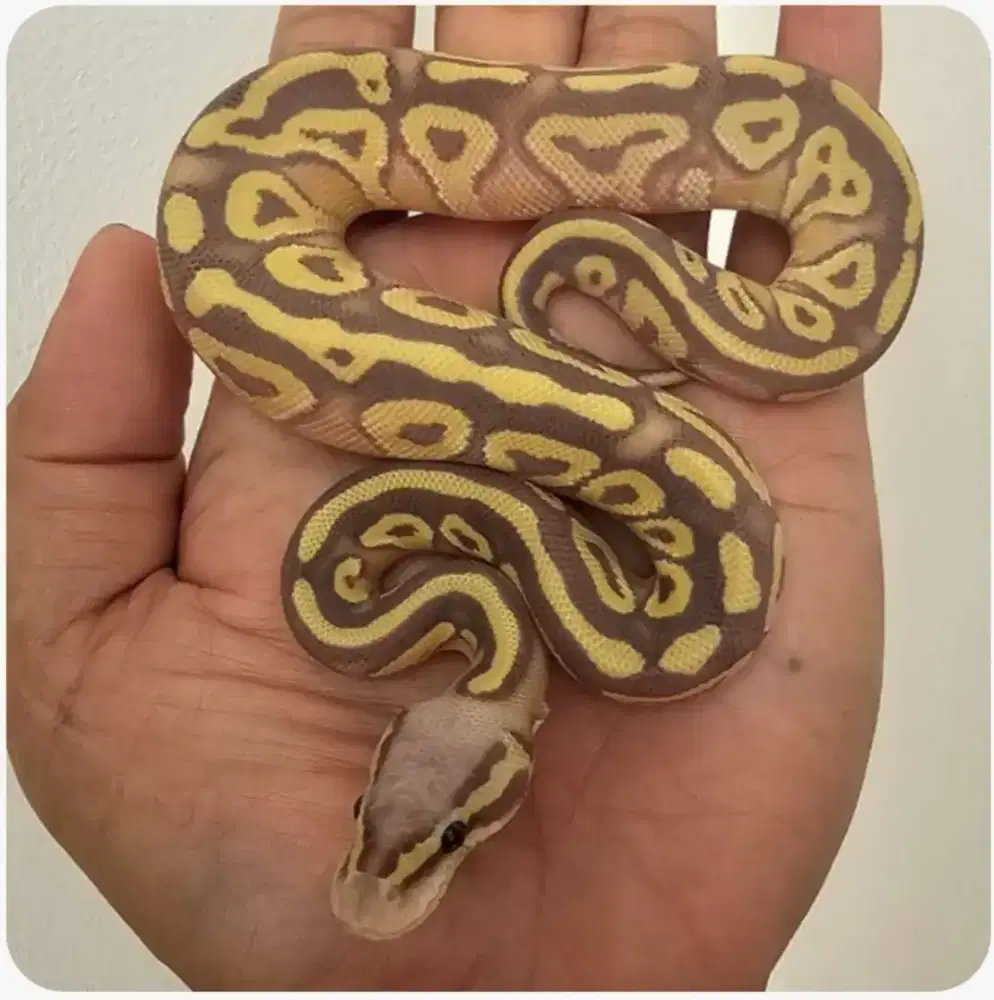 ballpython banana mojave/phantom poss het hypo
