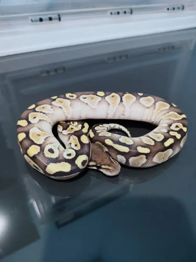ballpython ghi lesser het clown