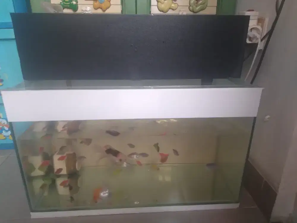 Di jual akurium + ikan