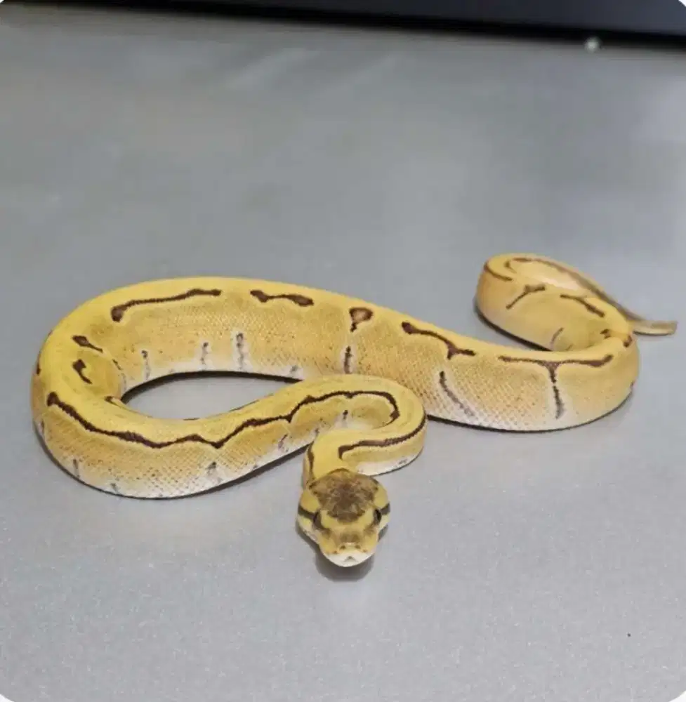 ballpython enchi pinstripe specter dg
