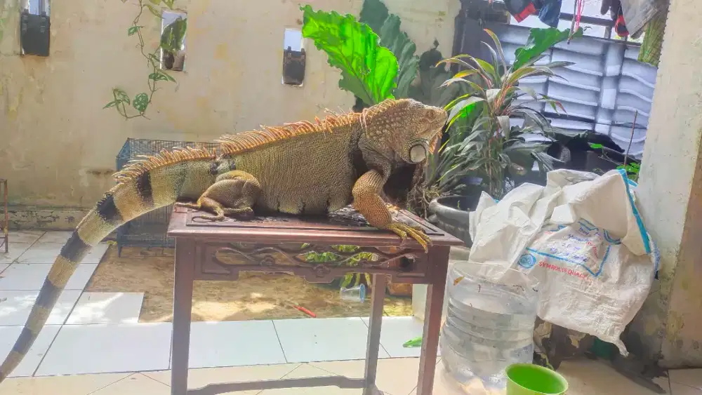 Iguana green columbia Elsa bercula