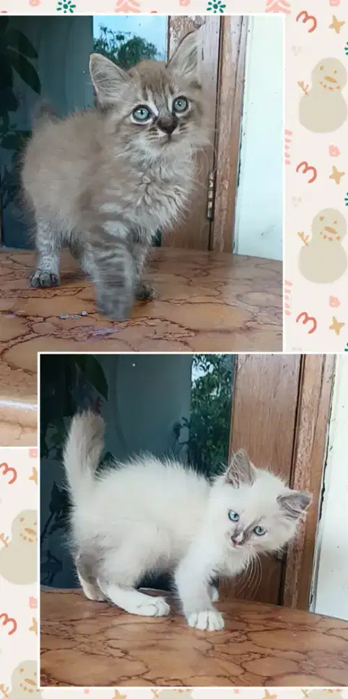 kucing kitten persia