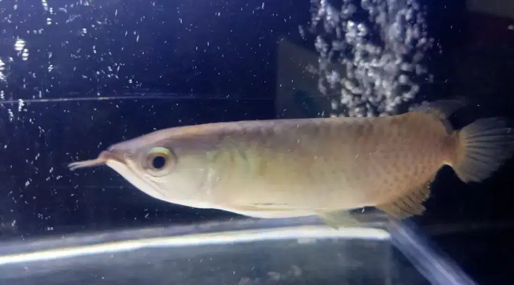 Ikan Arwana Green Pino ITL