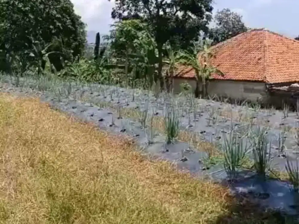 JUAL TANAH MURAH DI BOGOR