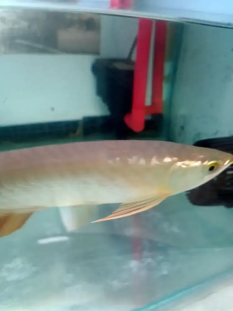 Arwana Crossback Golden F5 ITL 25cm, Hoki Line, Bonus Emas, Sertifikat