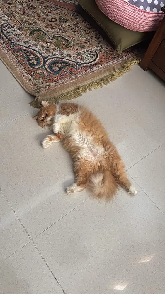 Kucing peak nose jantan steril