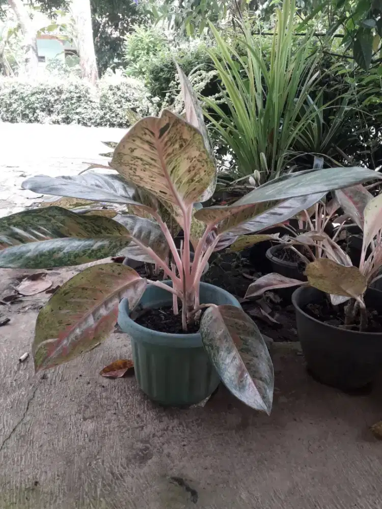 Nerima jasa bersih rumah/apartemen