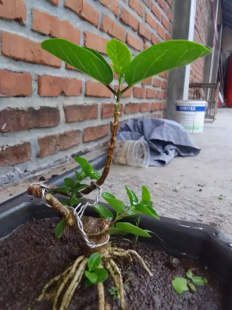 Bibit bonsai sancang