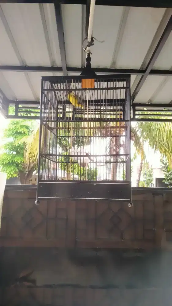 Burung Samyong trotol jinak