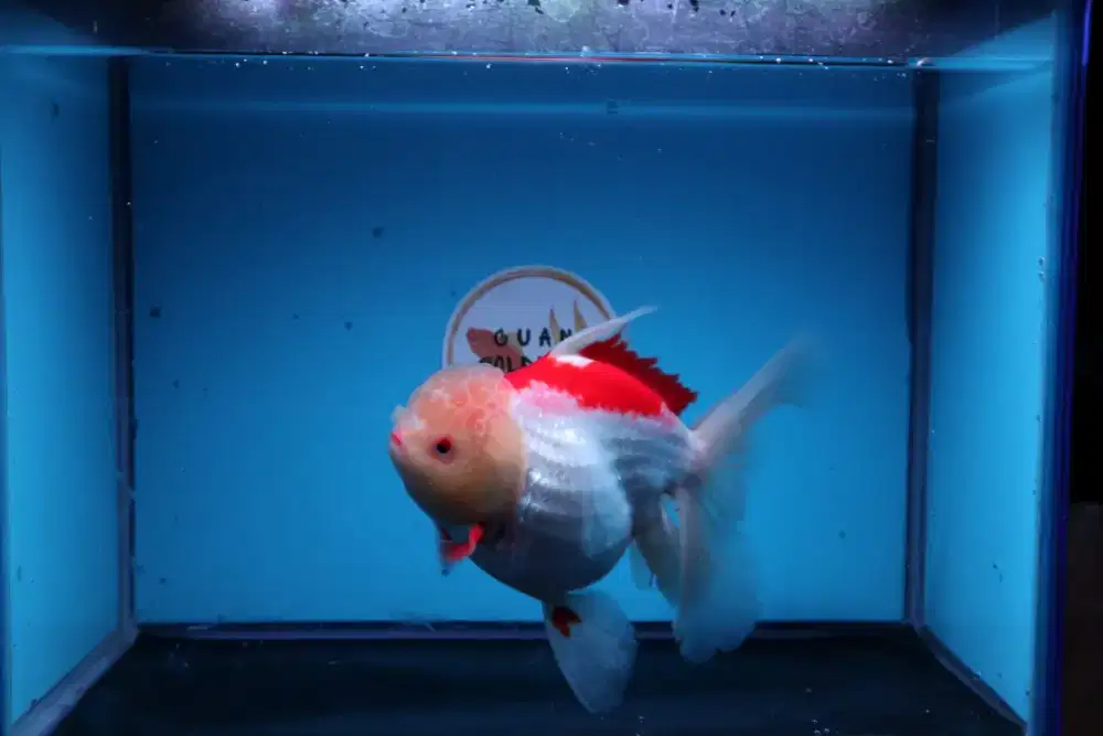 Ikan Mas Koki Oranda Rose Tail Size 16 Cm
