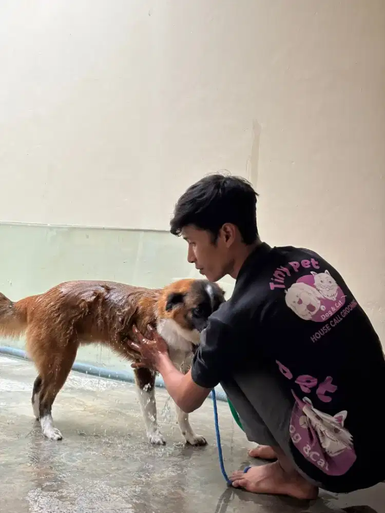 Grooming kucing anjing panggilan jakarta