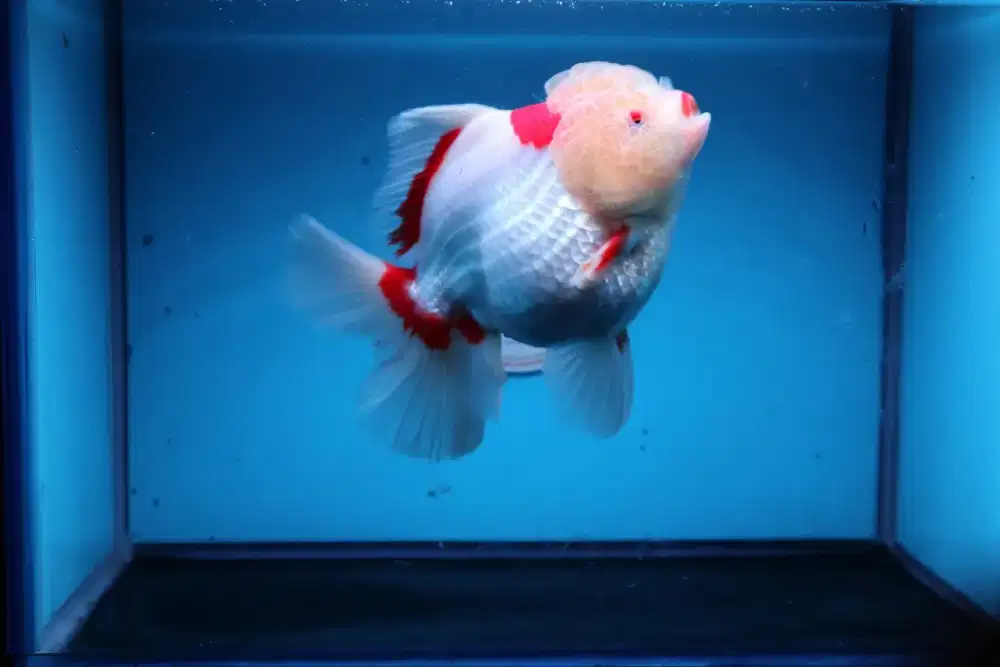 Ikan Mas Koki Oranda Rose Tail Sie 16 Cm