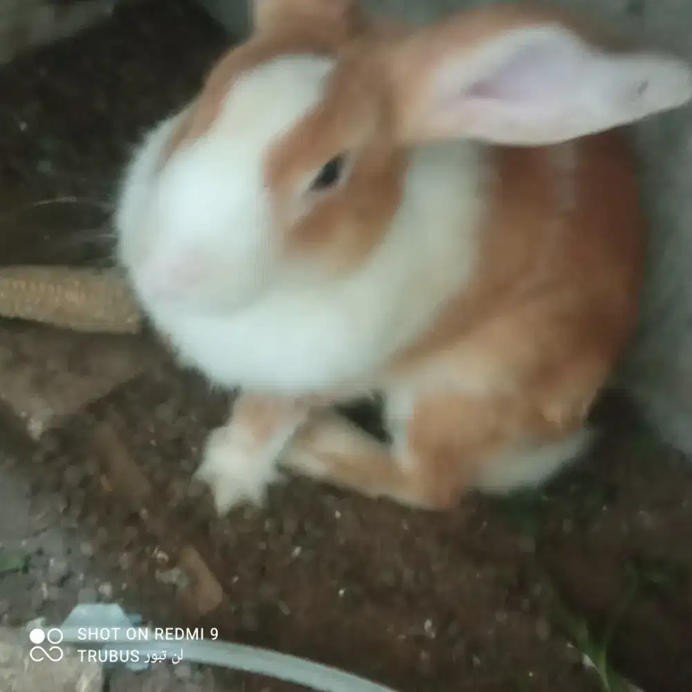 kelinci anggora betina