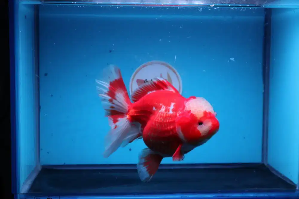 Ikan Mas Koki Oranda Rose Tail Size 16 Cm