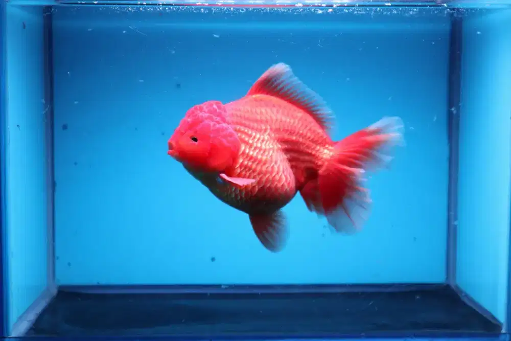 Ikan Mas Koki Oranda Rose Tail Size 15 Cm