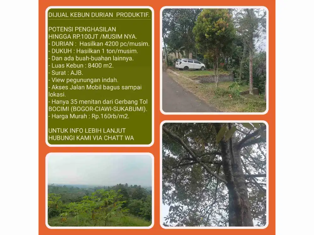 Kebun Durian 8400 m2 Panen 4.200 Buah 35 menit dari Tol di Parakansalak-Sukabumi
