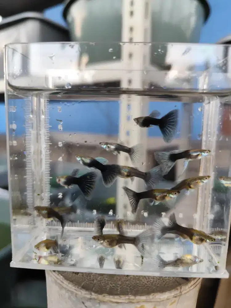 Ikan Guppy HB Blue sepasang