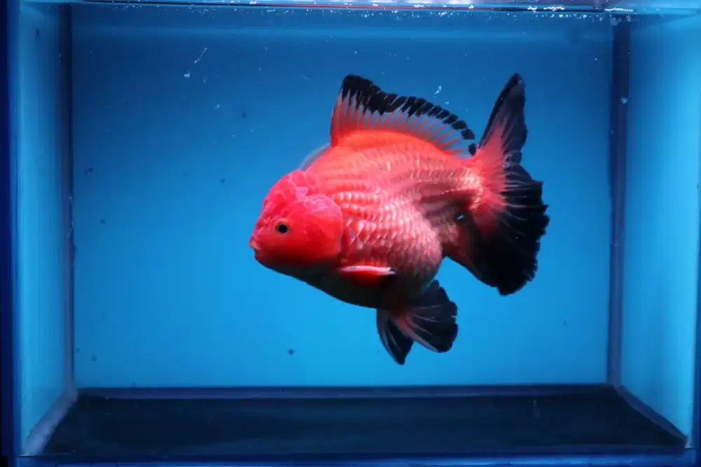 Ikan Mas Koki Oranda Rose Tail Size 15 Cm