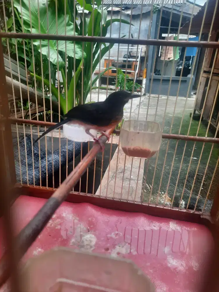 Murai trotol trah prestasian jantan real...