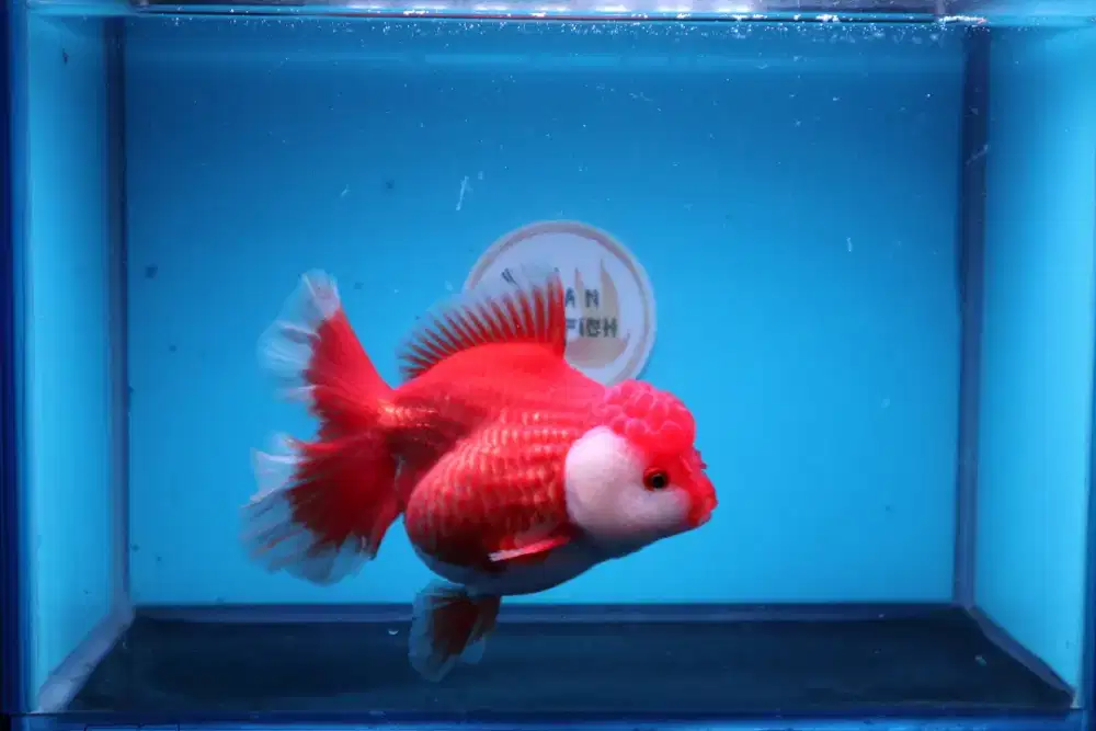 Ikan Mas Koki Oranda Rose Taill Size 15 Cm