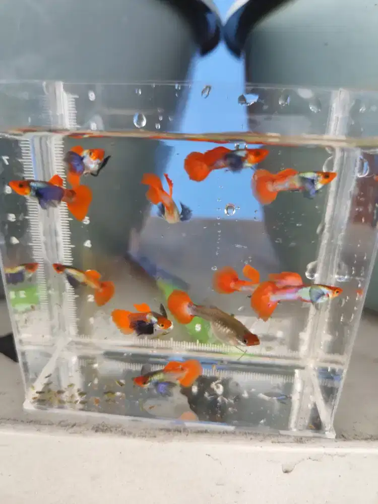 Ikan Guppy PRTDE koi sepasang