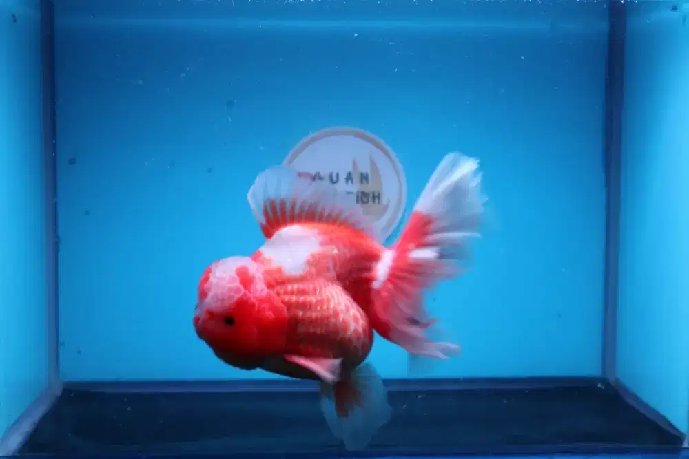 Ikan Mas Koki Oranda Rose Tail Size 15 Cm