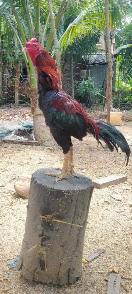 Ayam khusu pacek