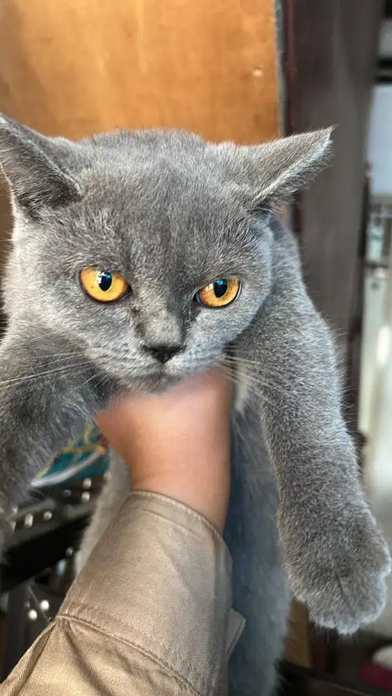 Kucing BSH Betina 4Bulan