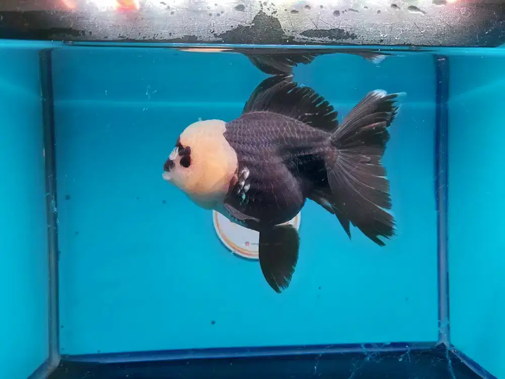 Ikan Mas Koki Oranda Panda Size 13 Cm