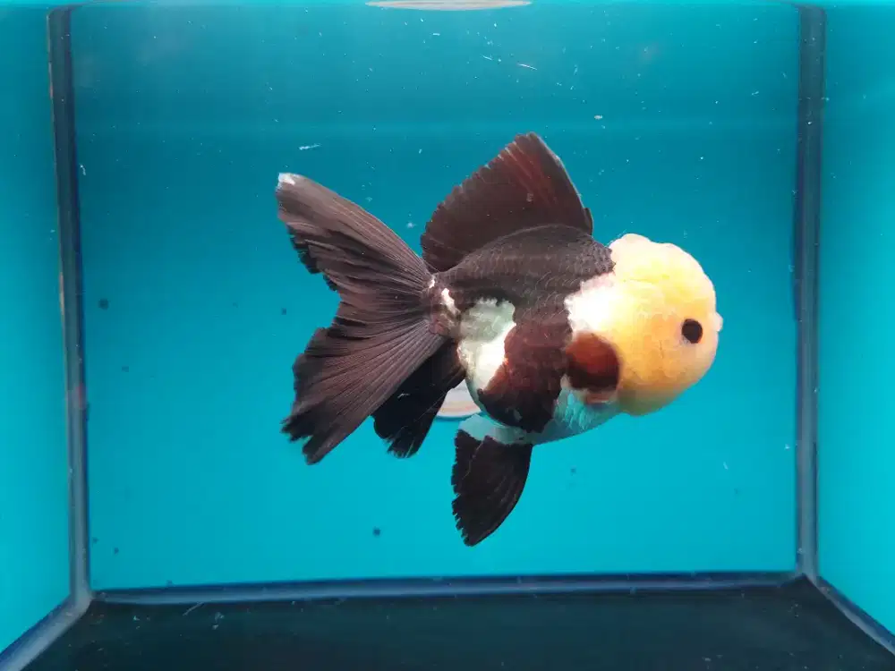 Ikan Mas Koki Oranda 3 Color panda Size 13 Cm