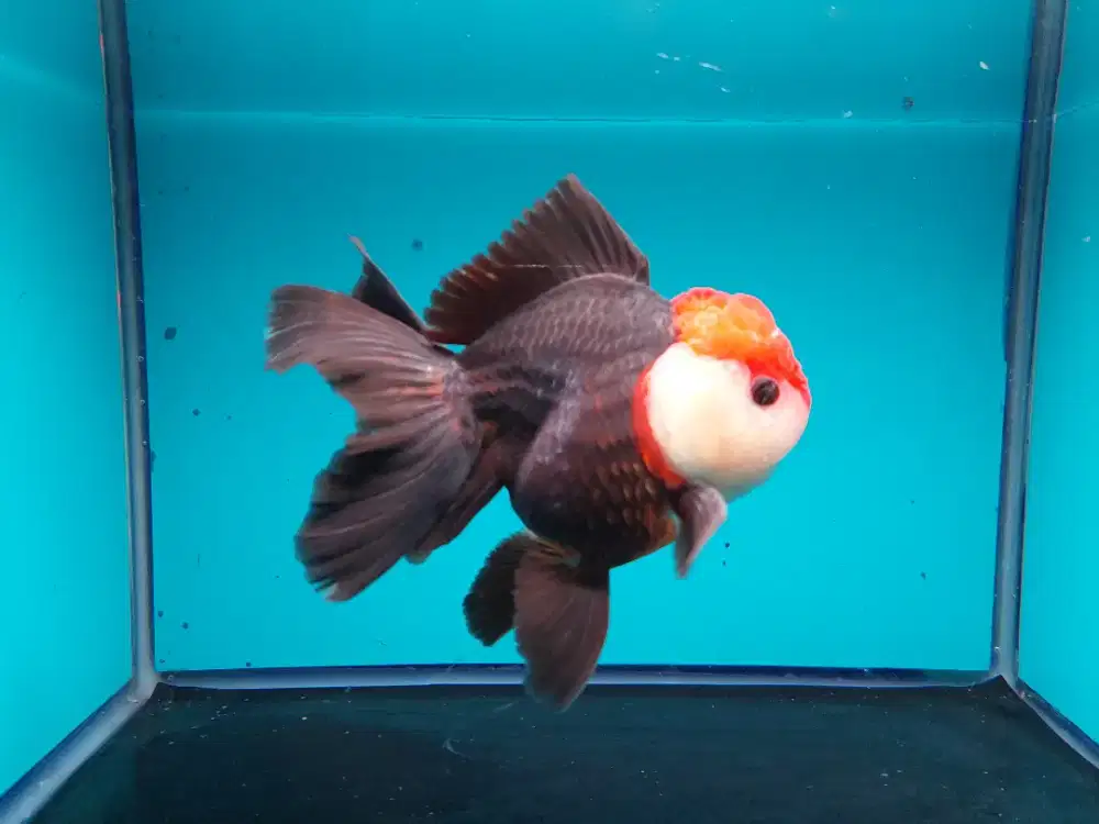 Ikan Mas Koki Oranda Tancho Size 13 Cm