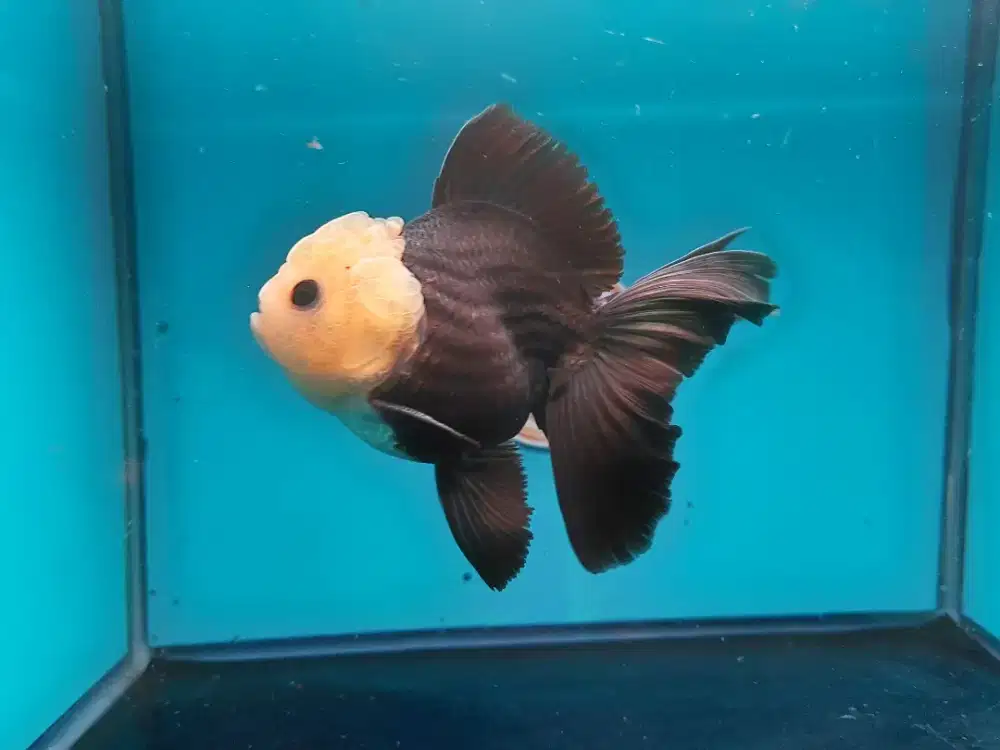 Ikan mas Koki Oranda Panda Size 13 Cm