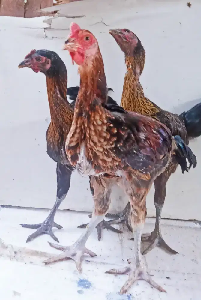 AYAM PELUNG TRAH JUARA