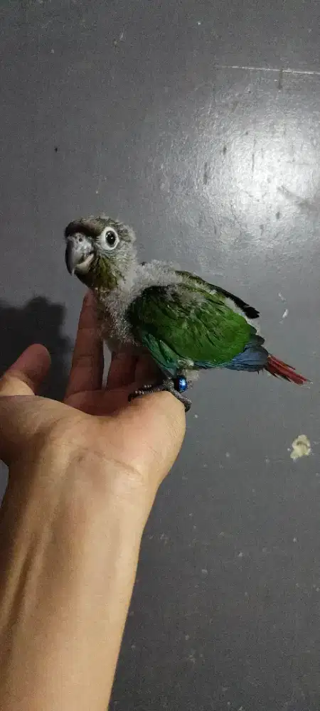 Green check conure bukan sunconure