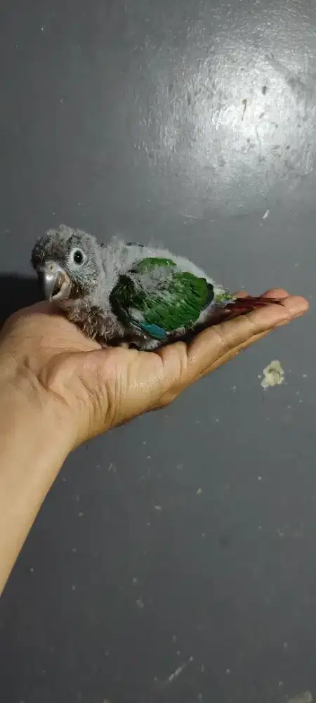 Yellow side conure(ysc)  bukan sunconure